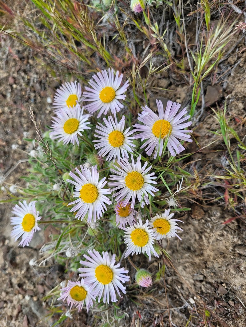 Erigeron poliospermus var. cereus photo 2