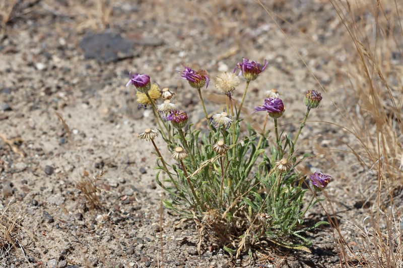 Erigeron poliospermus var. cereus photo 3