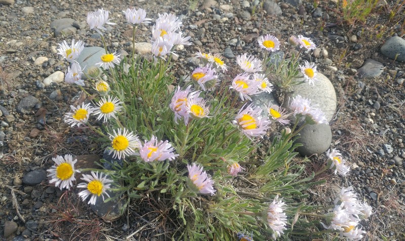 Erigeron poliospermus var. cereus photo 4