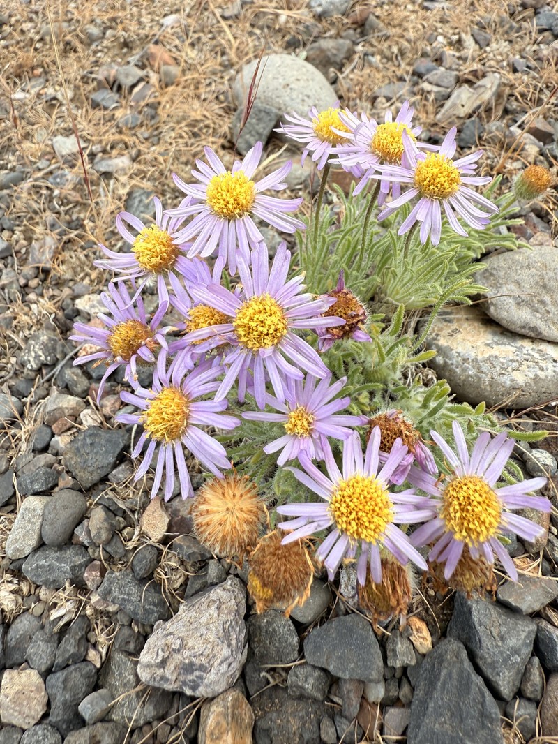 Erigeron poliospermus var. poliospermus