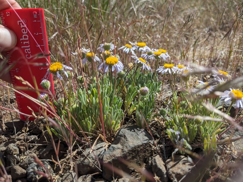 Erigeron poliospermus var. poliospermus photo 2