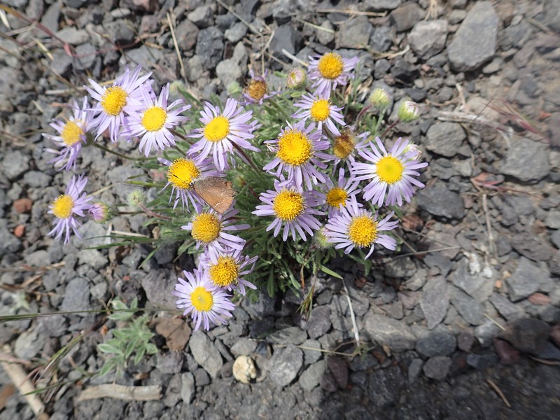 Erigeron poliospermus var. poliospermus photo 3