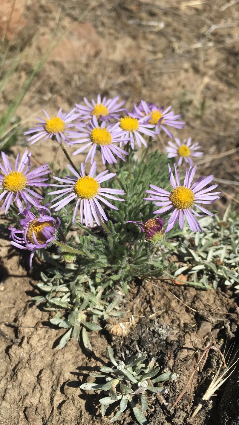 Erigeron poliospermus var. poliospermus photo 4
