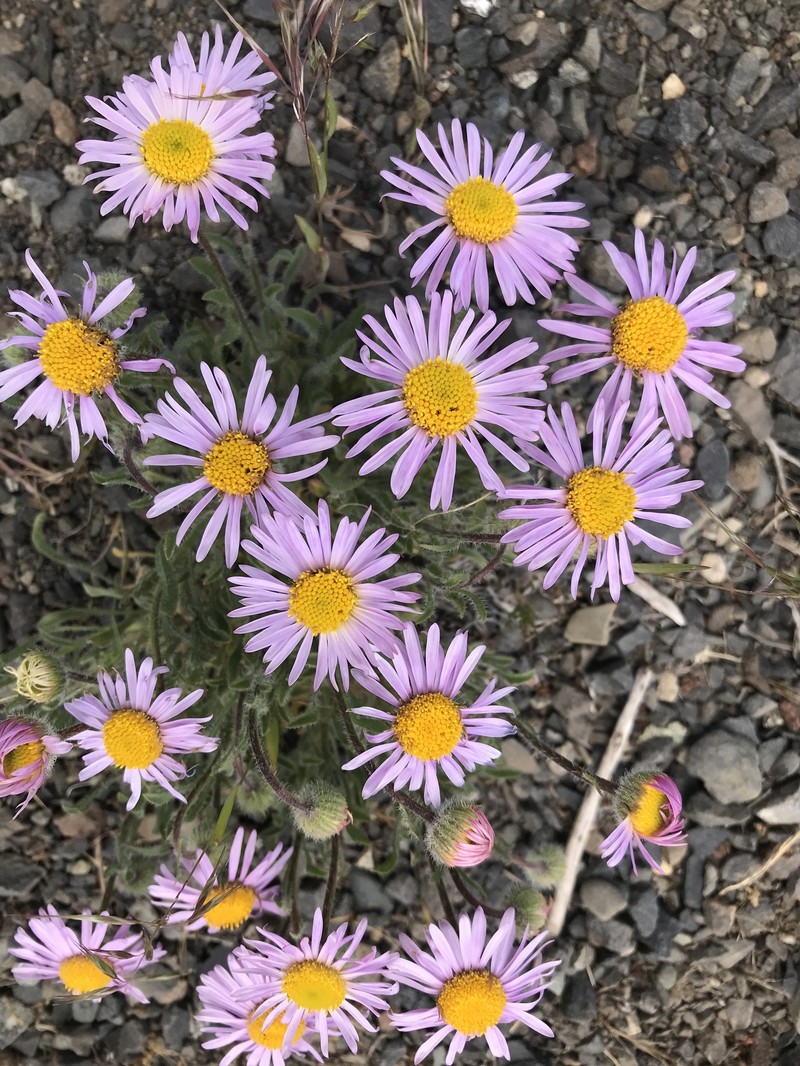 Erigeron poliospermus var. poliospermus photo 5