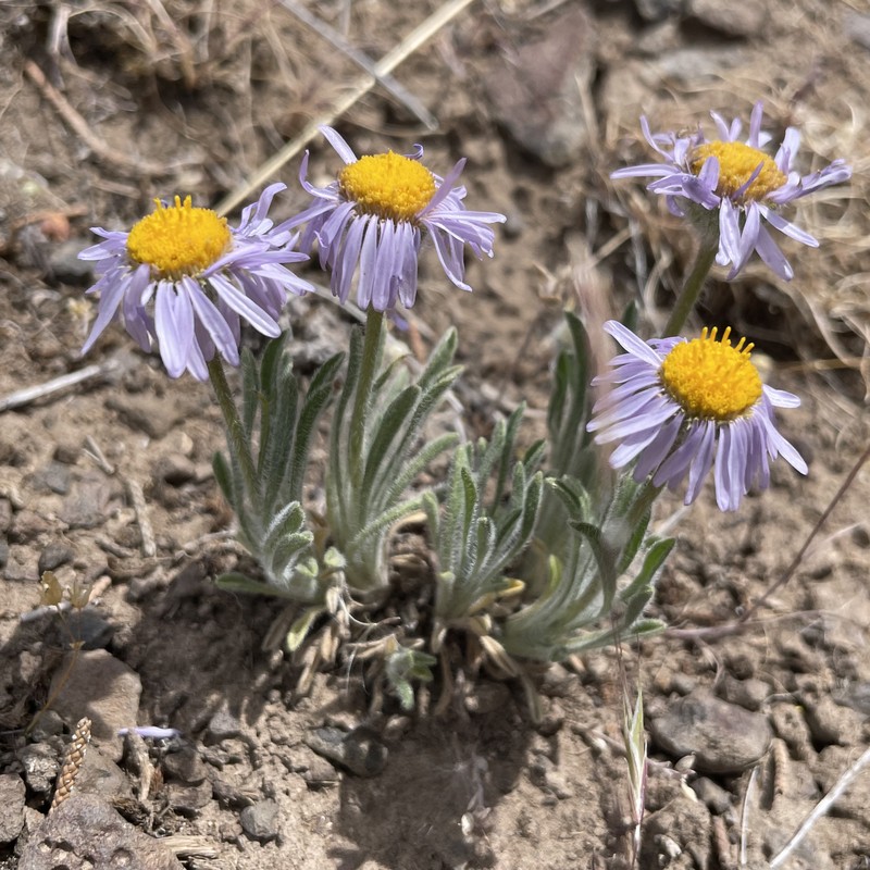 Erigeron poliospermus var. poliospermus photo 6