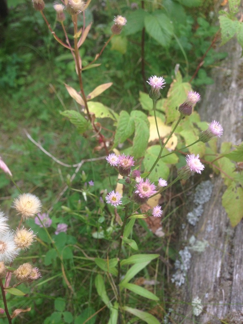 Erigeron politus