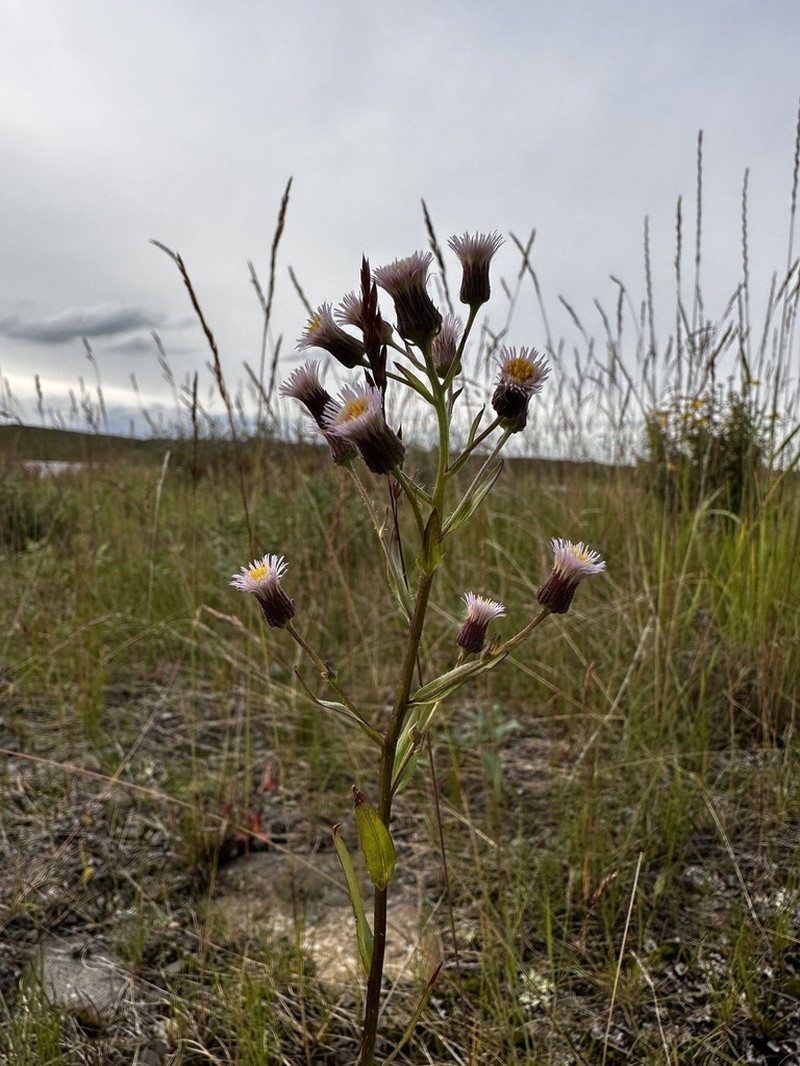 Erigeron politus photo 3