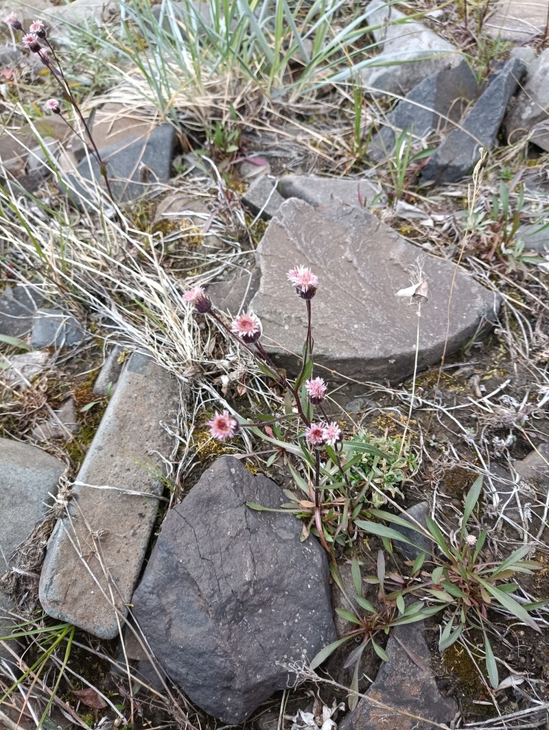 Erigeron politus photo 4