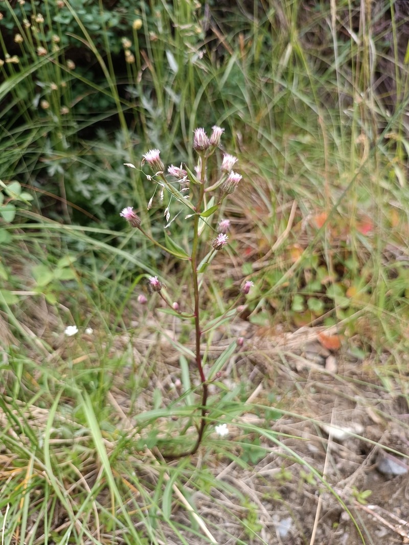 Erigeron politus photo 5