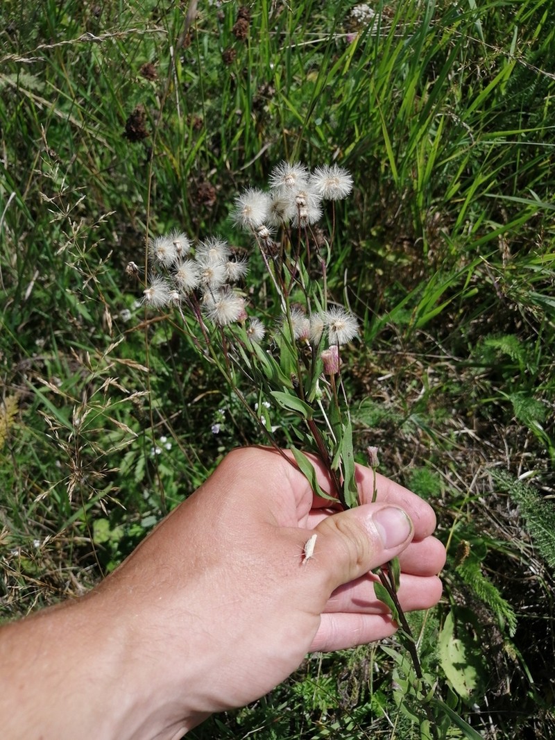 Erigeron politus photo 6