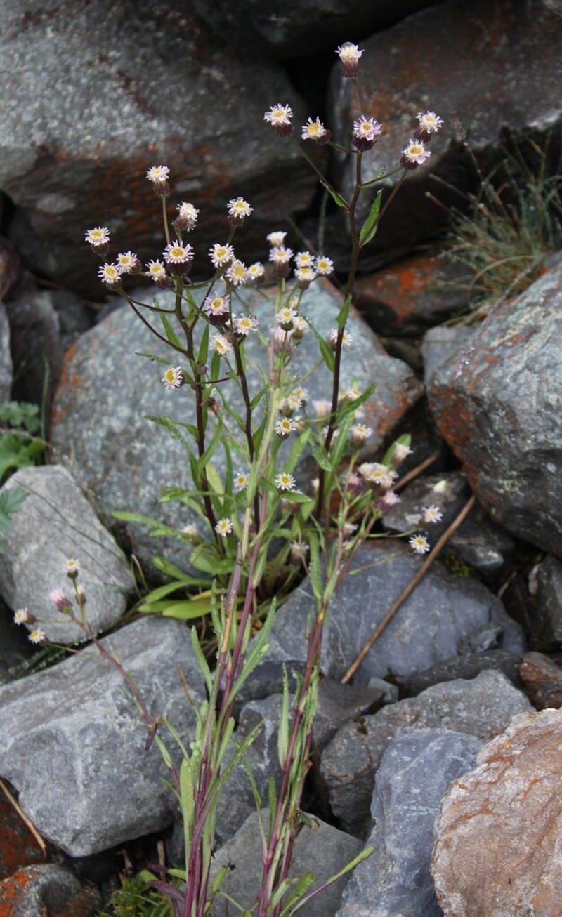 Erigeron politus photo 8