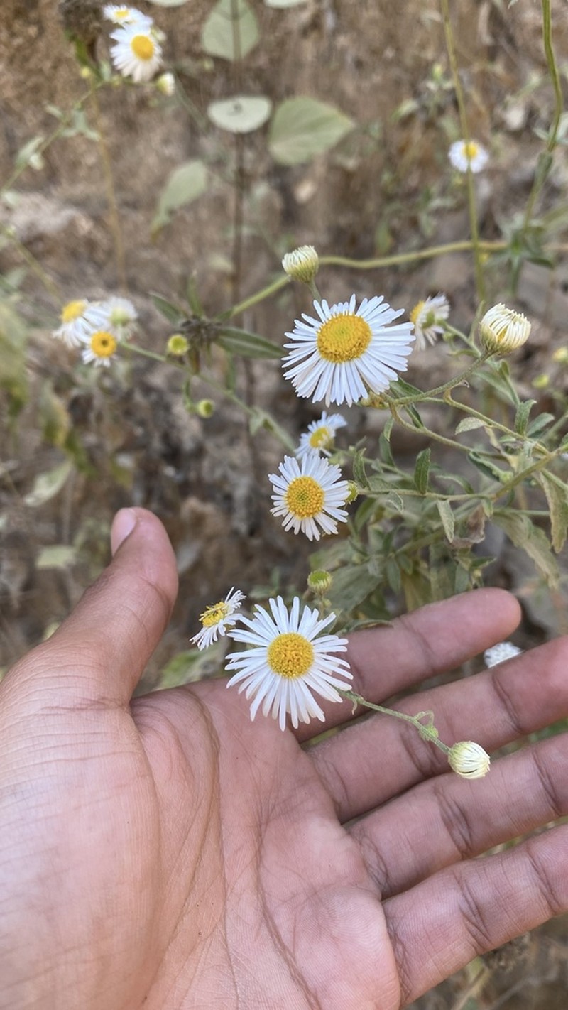 Erigeron polycephalus