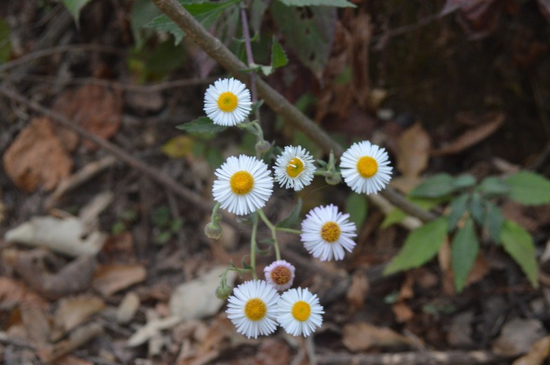 Erigeron polycephalus photo 2