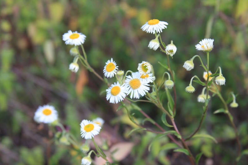 Erigeron polycephalus photo 3