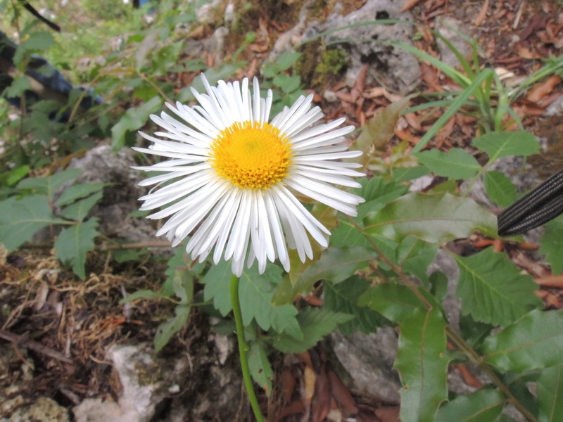 Erigeron polycephalus photo 4