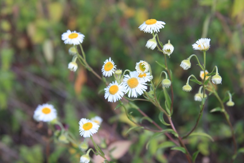 Erigeron polycephalus photo 6