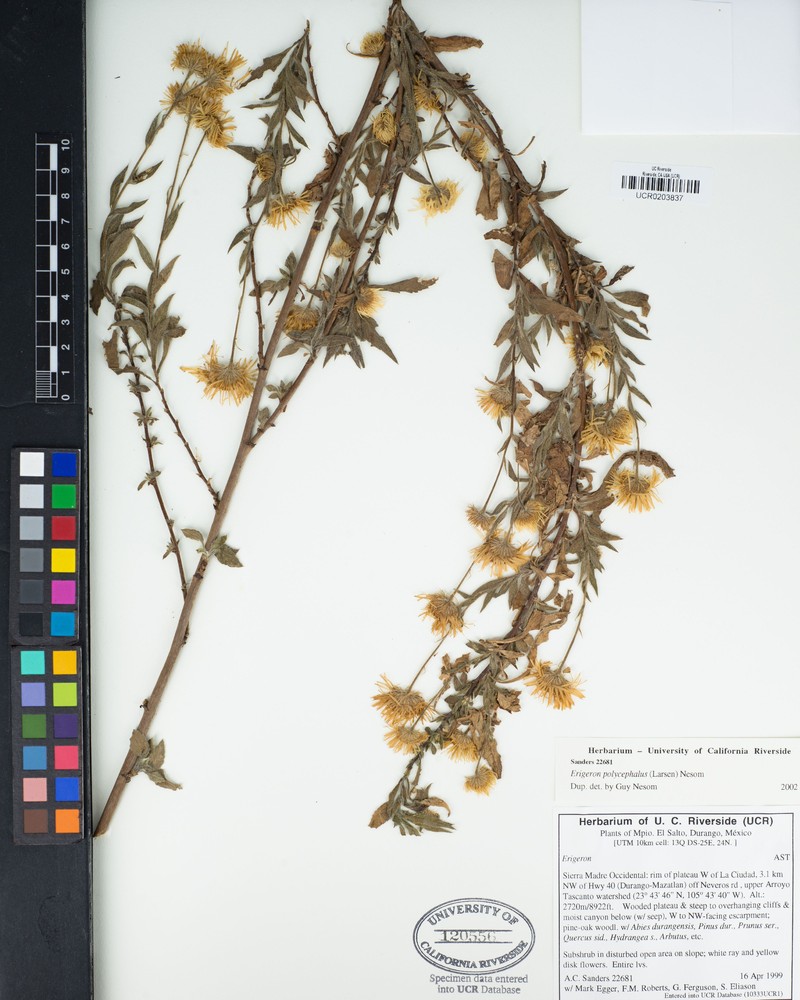 Erigeron polycephalus photo 8