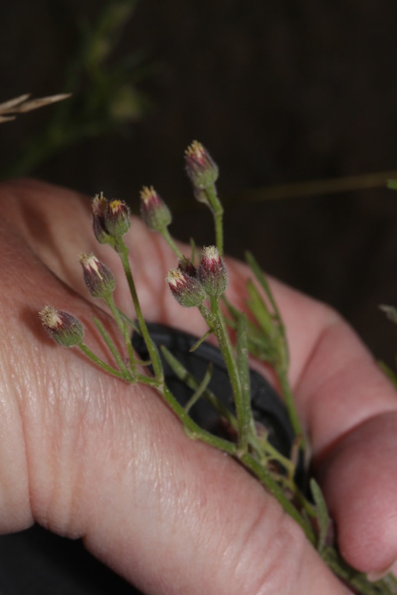 Erigeron popayanensis photo 3