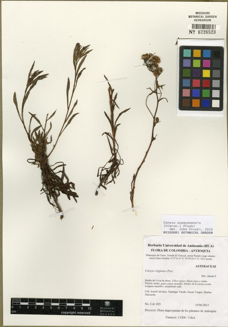 Erigeron popayanensis photo 7