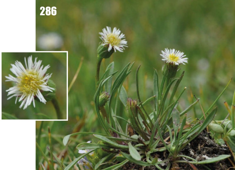 Erigeron popovii