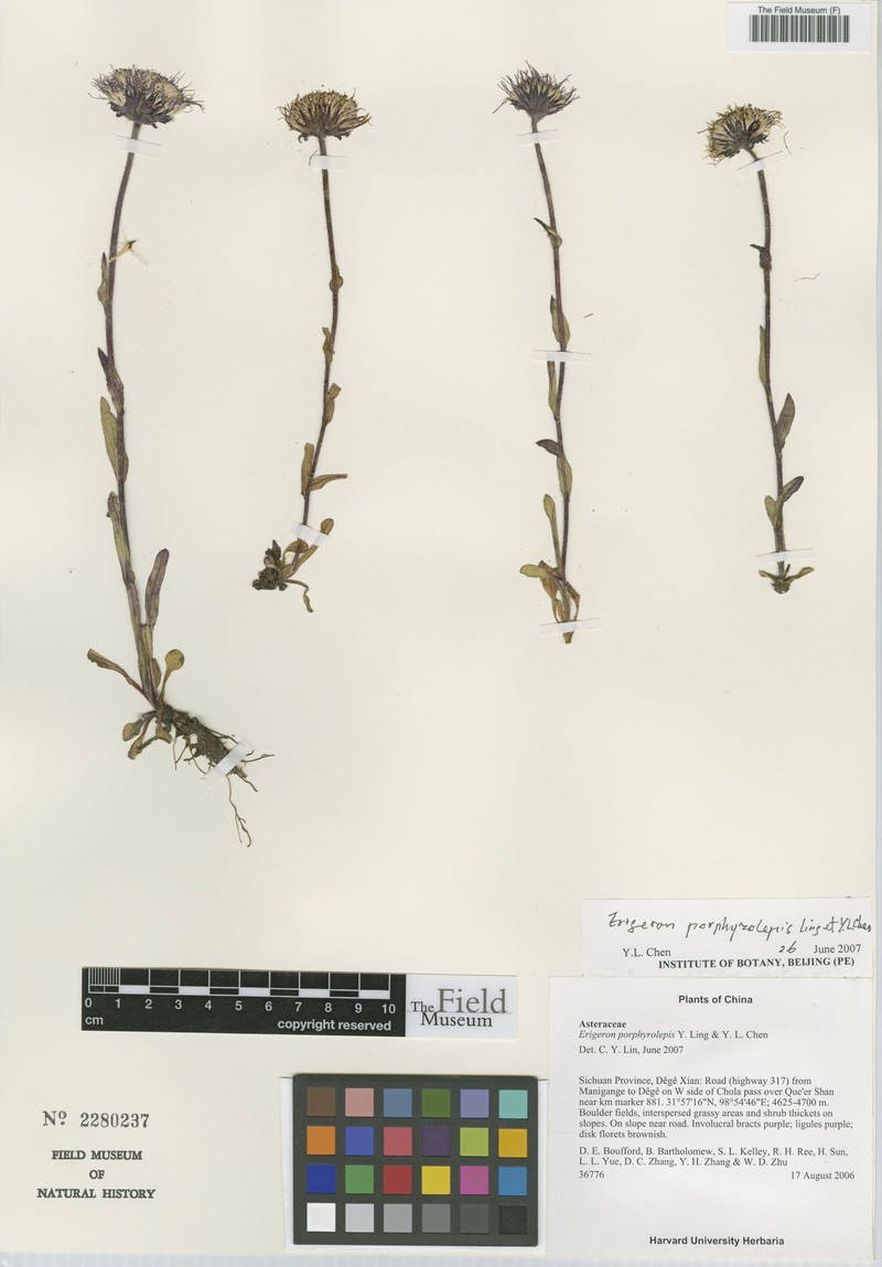 Erigeron porphyrolepis