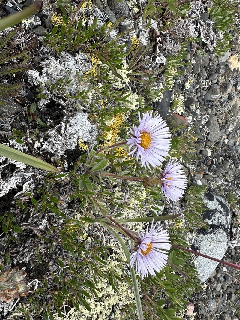 Erigeron porsildii photo 2