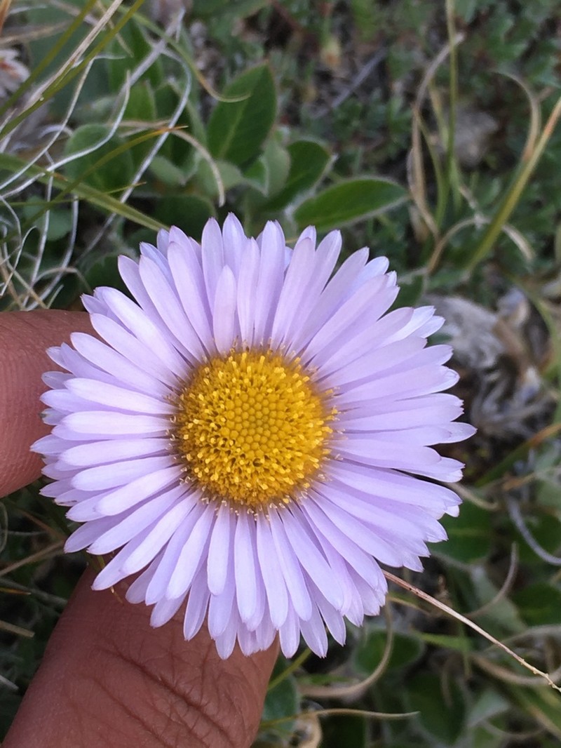 Erigeron porsildii photo 3