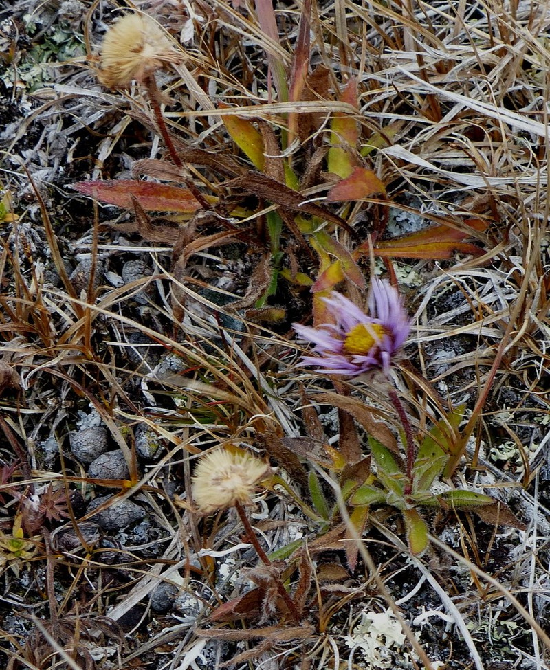 Erigeron porsildii photo 4