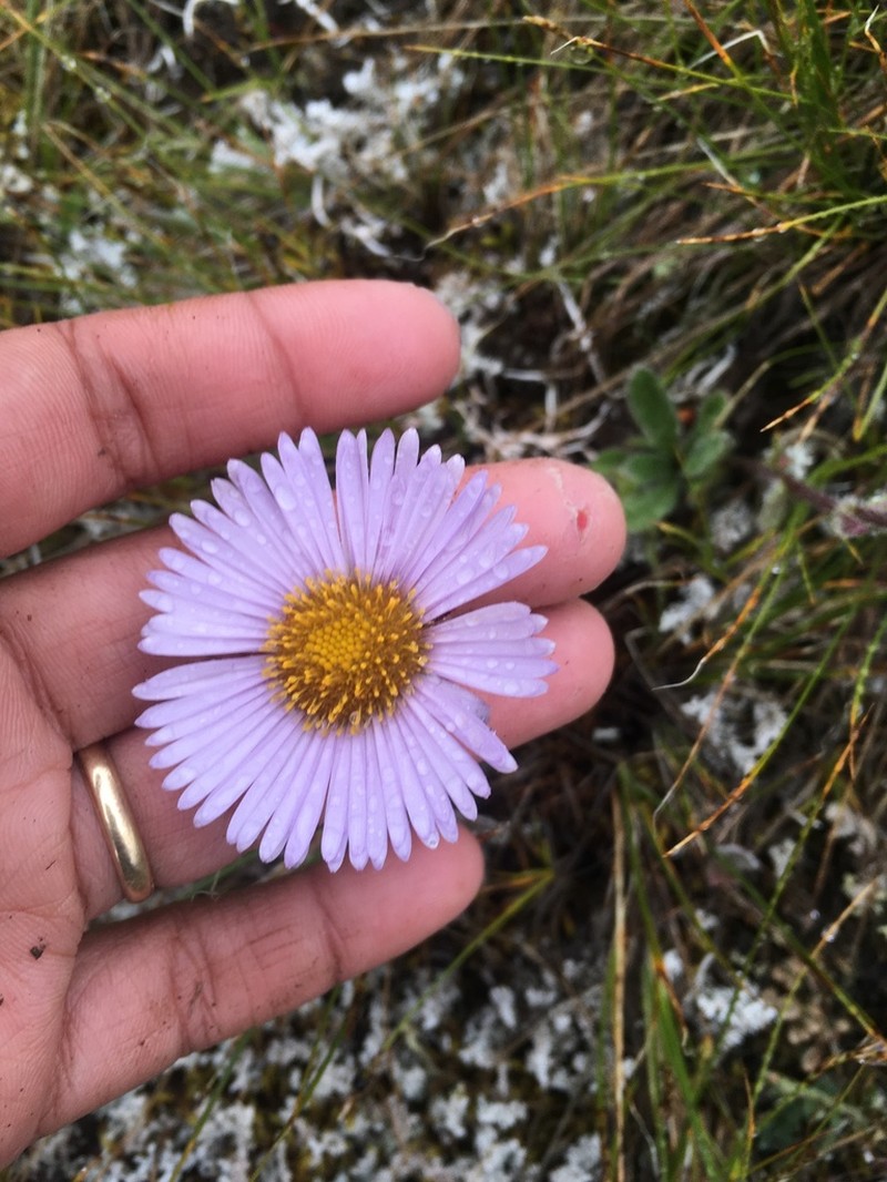 Erigeron porsildii photo 5