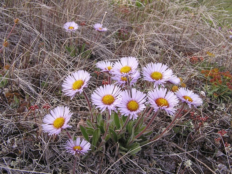 Erigeron porsildii photo 6