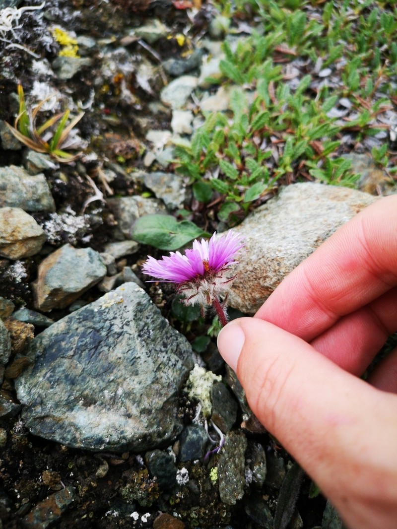 Erigeron porsildii photo 7
