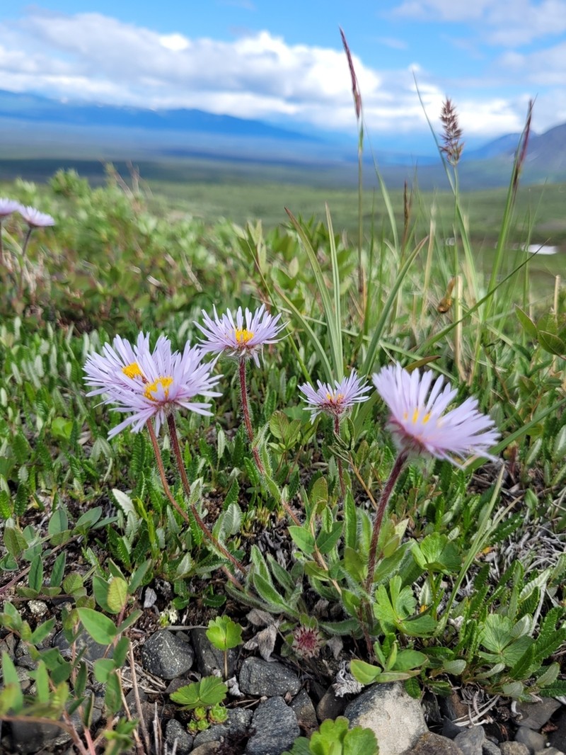 Erigeron porsildii photo 8