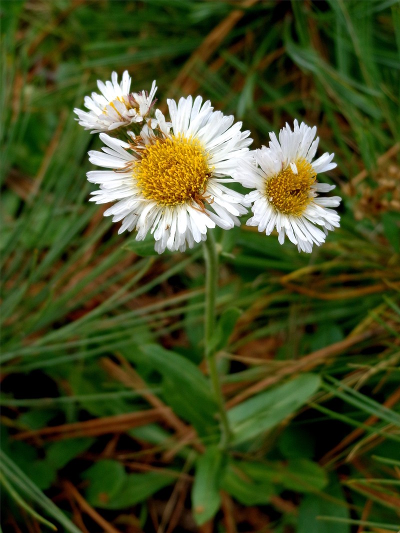 Erigeron potosinus