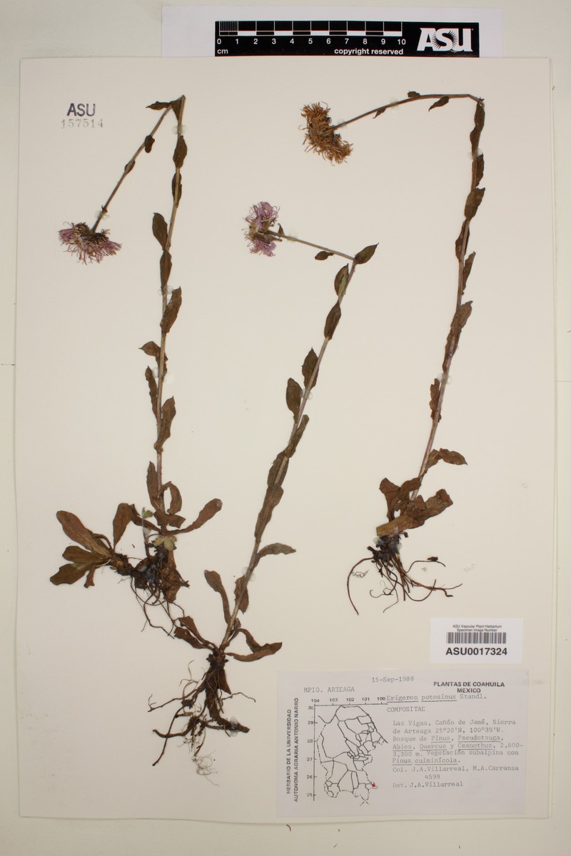 Erigeron potosinus photo 3