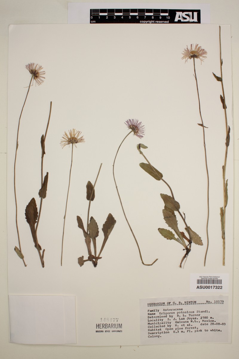 Erigeron potosinus photo 4