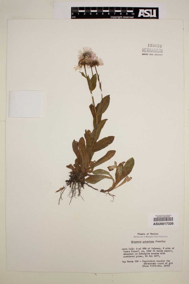 Erigeron potosinus photo 5