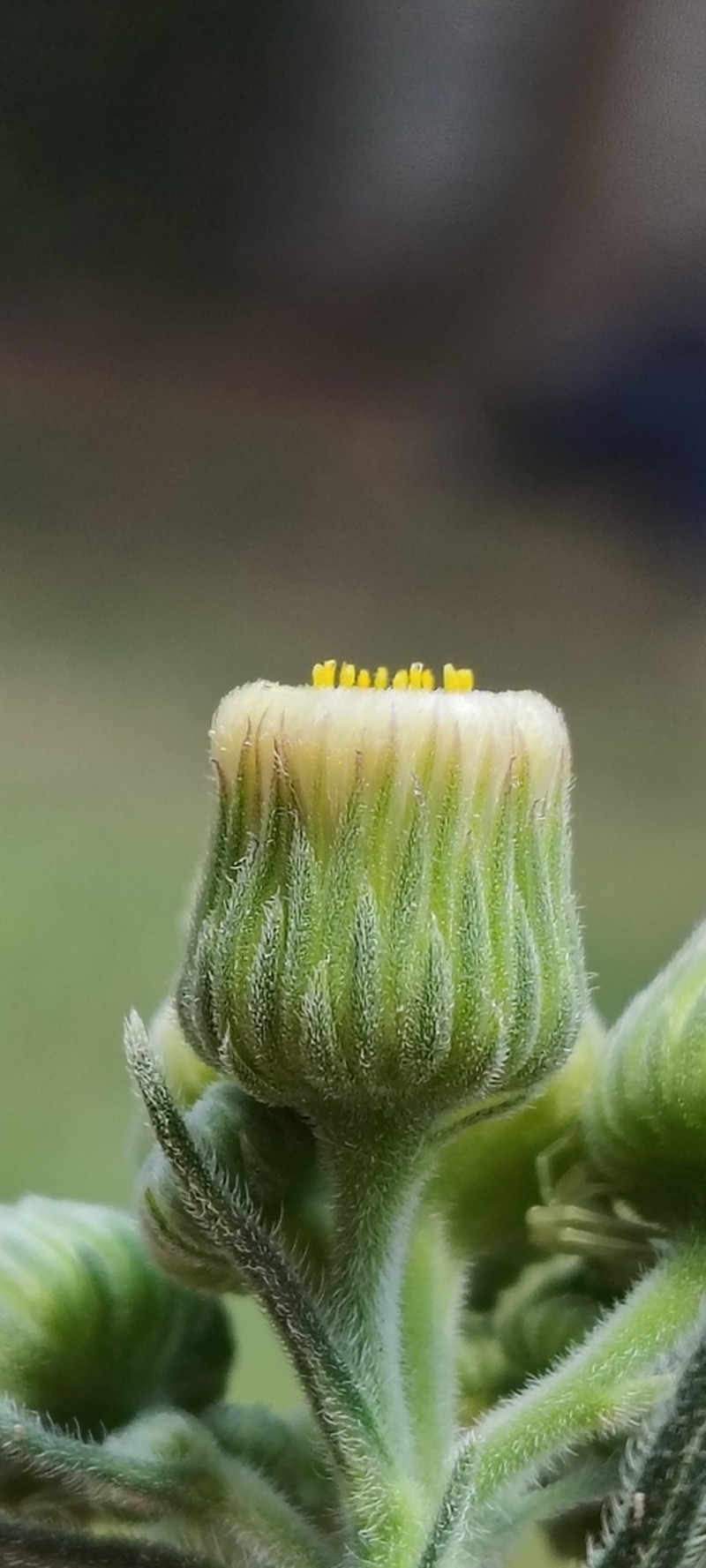 Primroseleaf Horseweed