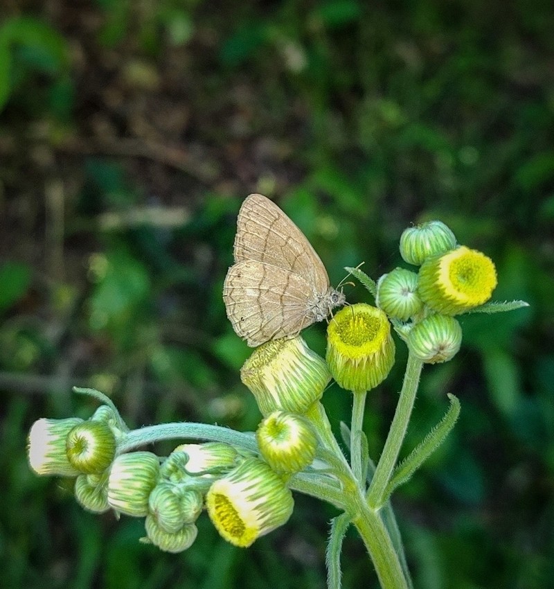 Primroseleaf Horseweed photo 2
