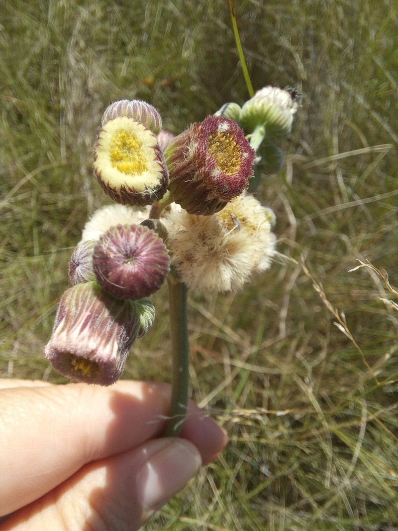 Primroseleaf Horseweed photo 3