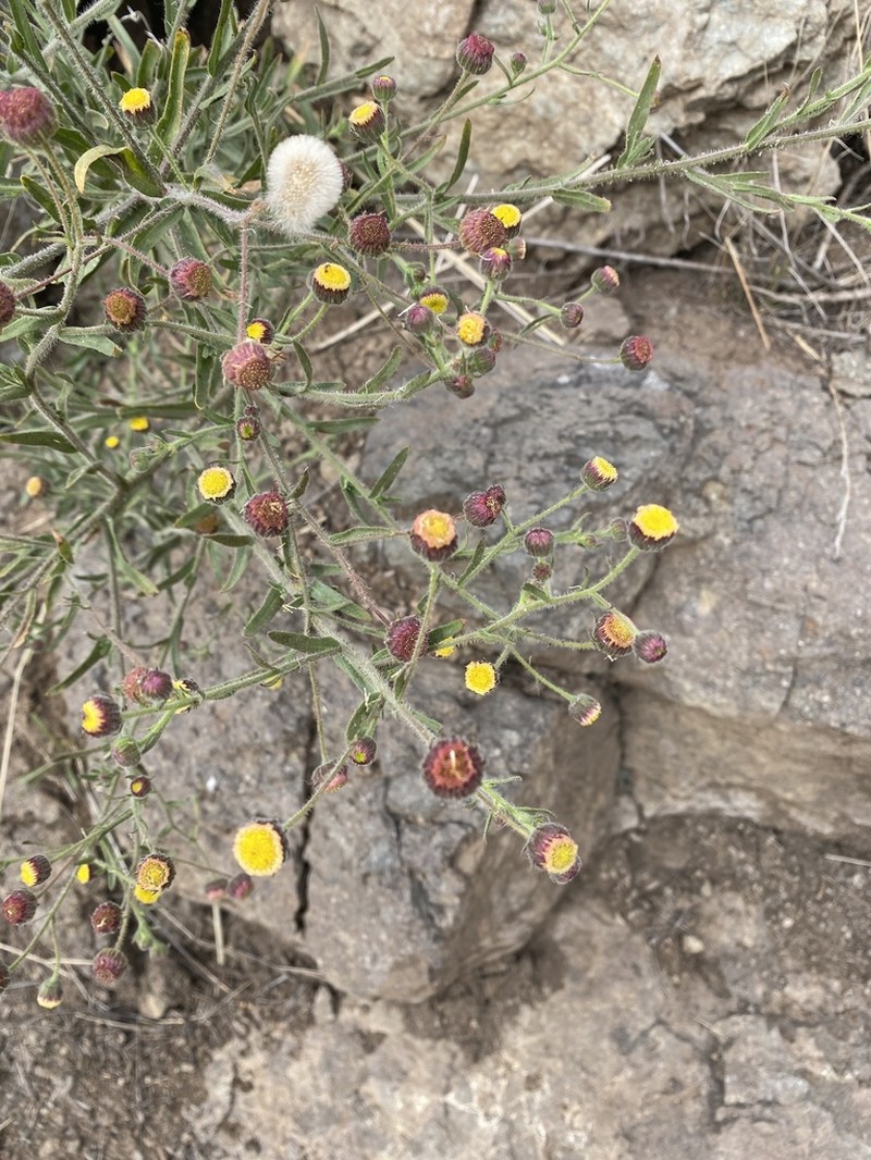 Primroseleaf Horseweed photo 4