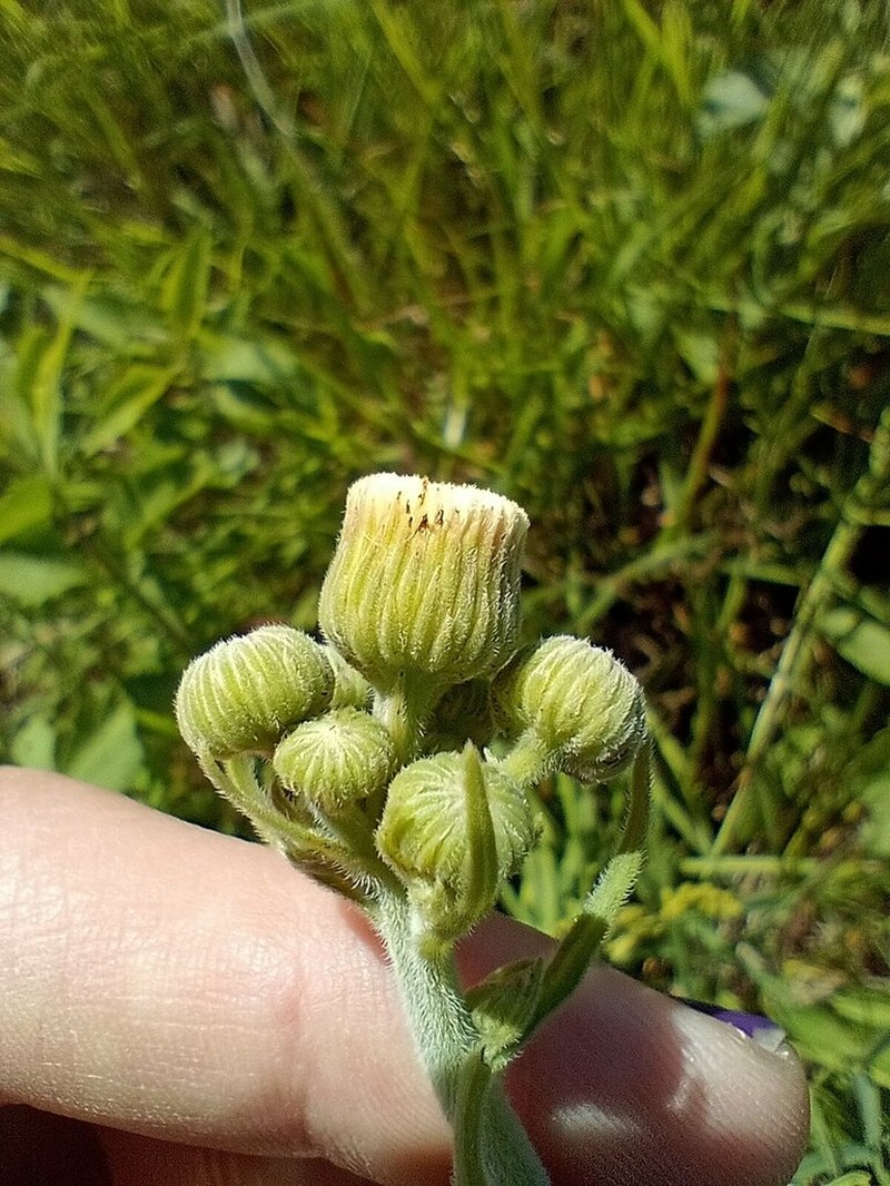 Primroseleaf Horseweed photo 5