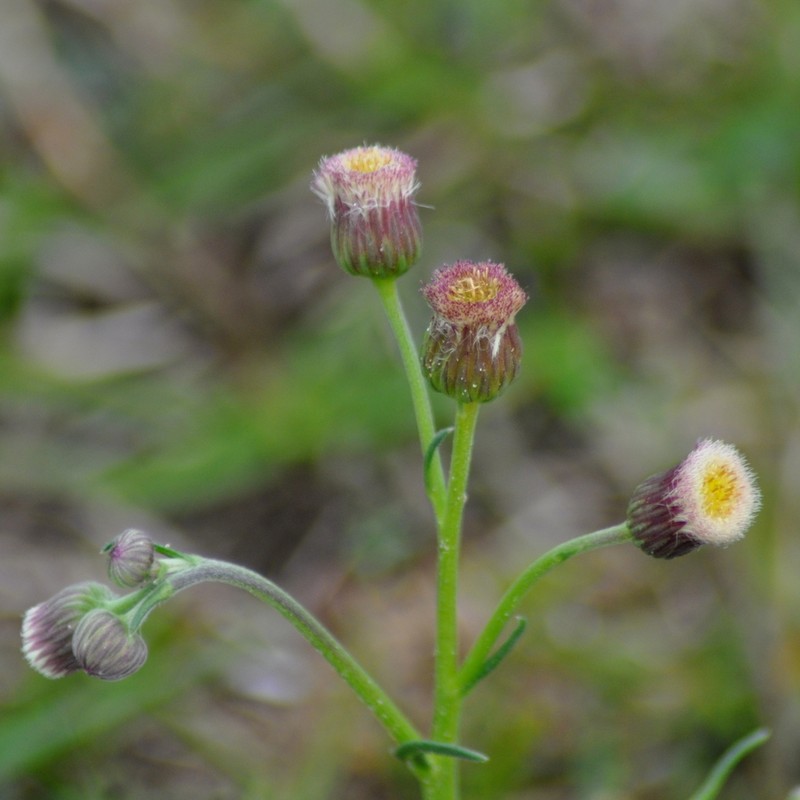 Primroseleaf Horseweed photo 6