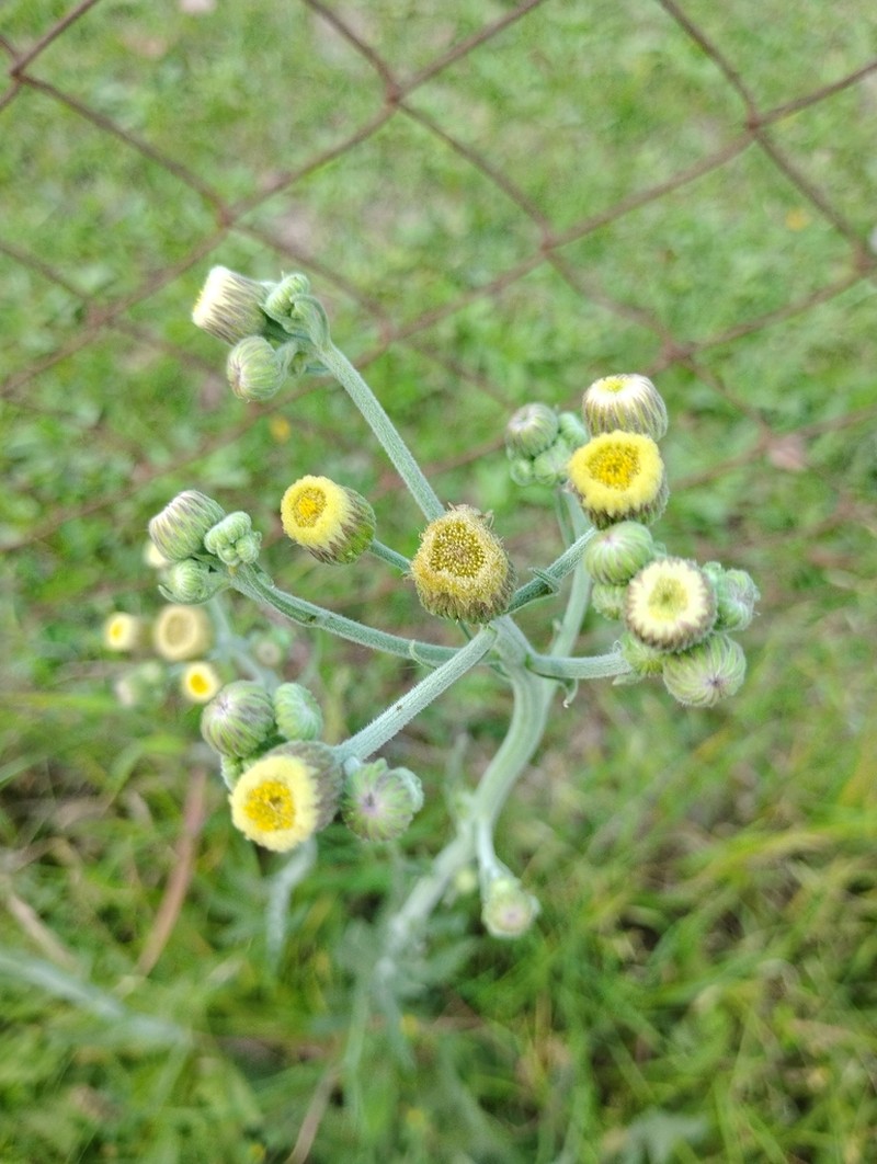 Primroseleaf Horseweed photo 8