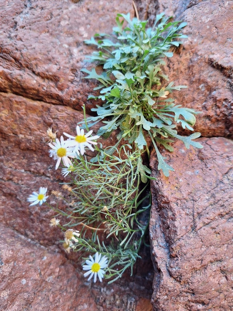 Pringle's Fleabane