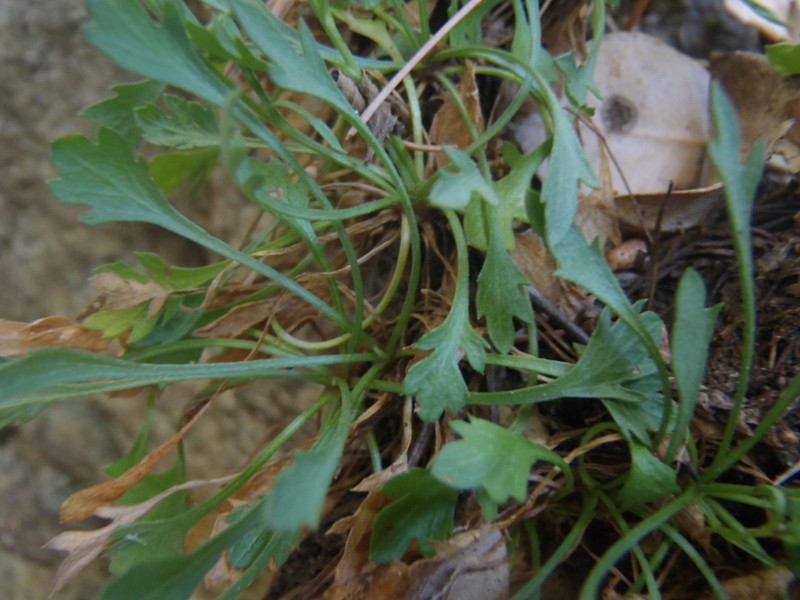 Pringle's Fleabane photo 2