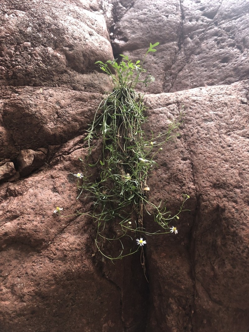 Pringle's Fleabane photo 4