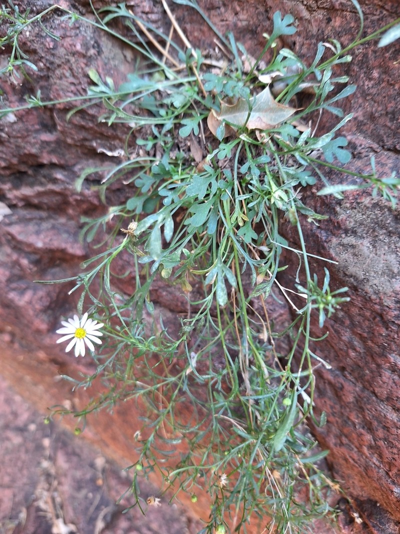 Pringle's Fleabane photo 5