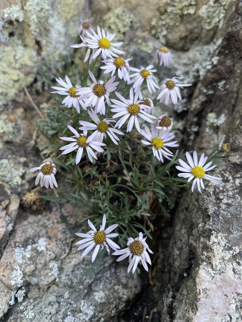 Pringle's Fleabane photo 6