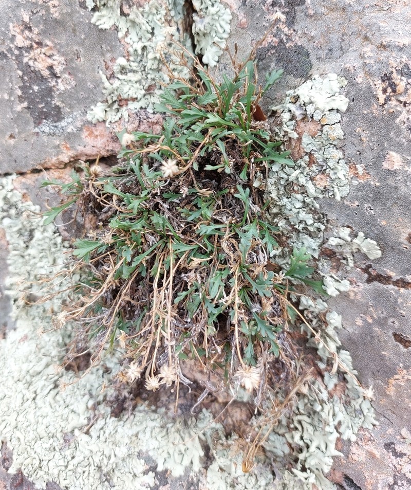 Pringle's Fleabane photo 7