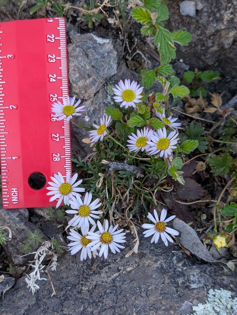 Pringle's Fleabane photo 8